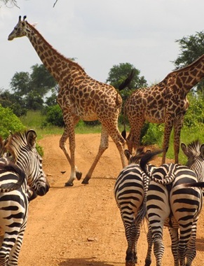 Mikumi National Park