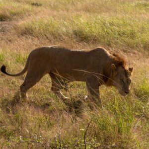 1 Day Mikumi Safari from Zanzibar