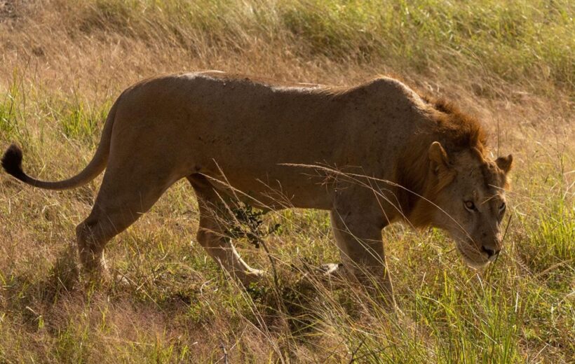 1 Day Mikumi Safari from Zanzibar