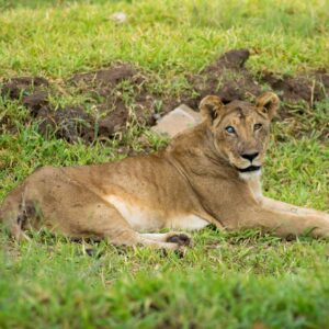 2 Day Private Fly-in Mikumi Safari from Zanzibar