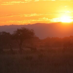 1 Day Luxury Fly-in Mikumi Safari from Zanzibar