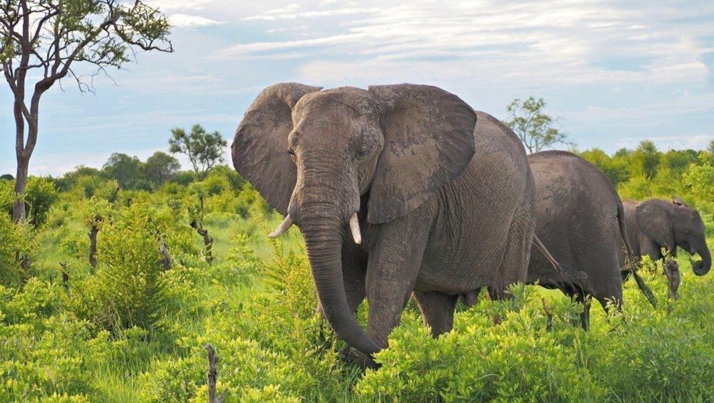 How to Get to Mikumi from Zanzibar: Flights, Ferry & SGR