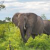 How to Get to Mikumi from Zanzibar: Flights, Ferry & SGR