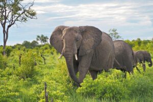 5-Day Saadani & Mikumi Tanzania Safari