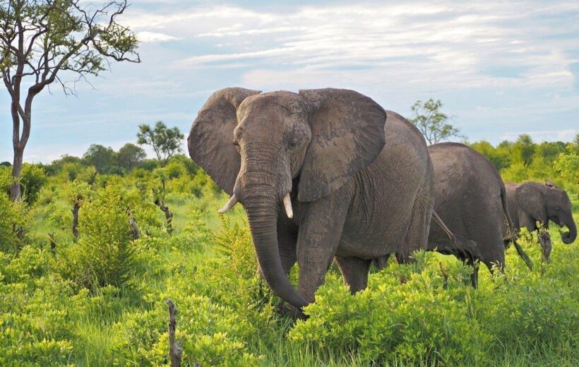 5-Day Saadani & Mikumi Tanzania Safari