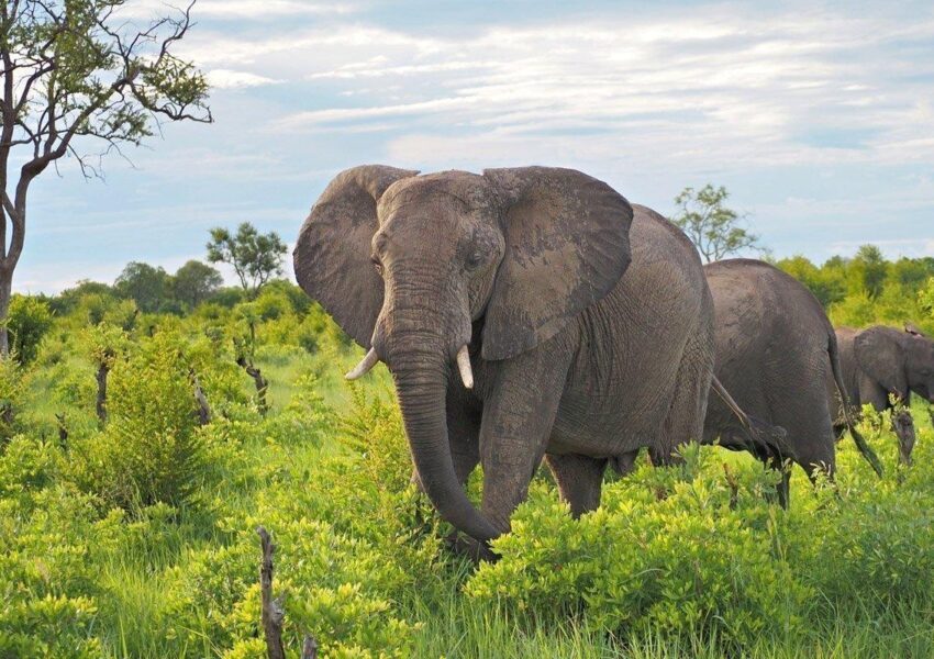 How to Get to Mikumi from Zanzibar: Flights, Ferry & SGR