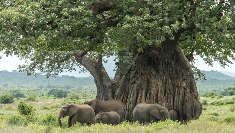 Elephants and baobab trees in Ruaha National Park