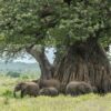 Elephants and baobab trees in Ruaha National Park