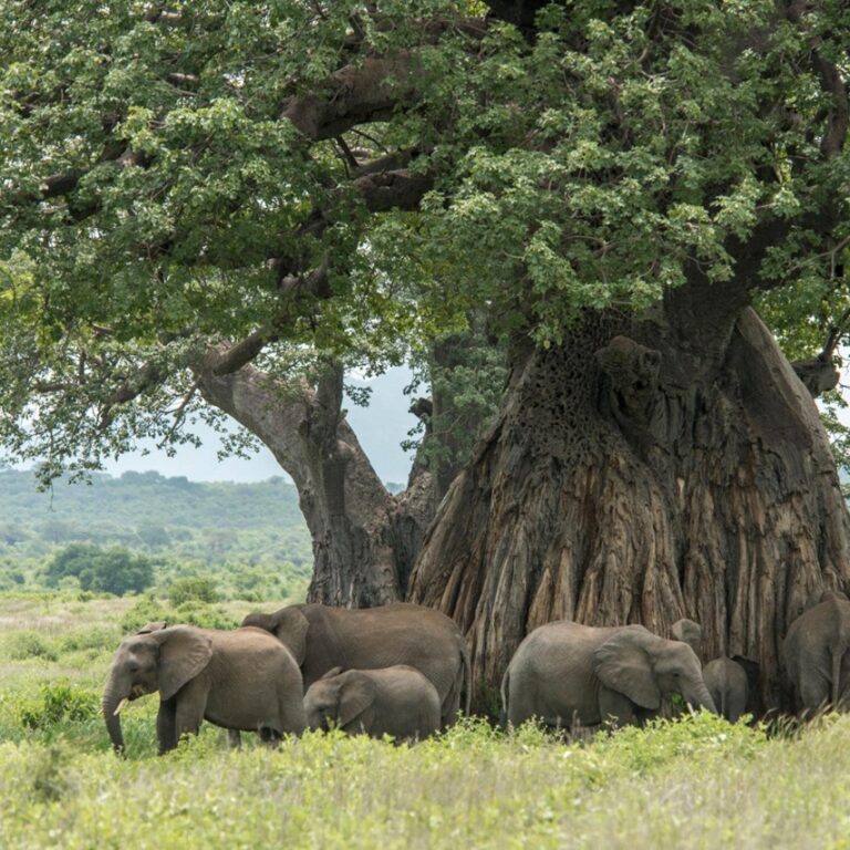 Elephants and baobab trees in Ruaha National Park
