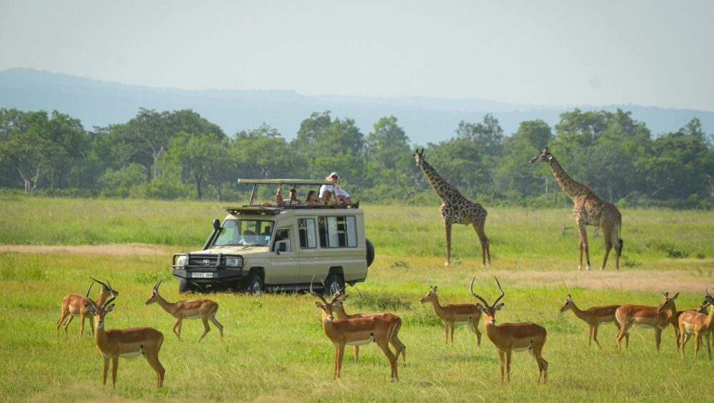 Safari vehicle and wildlife in Mikumi National Park