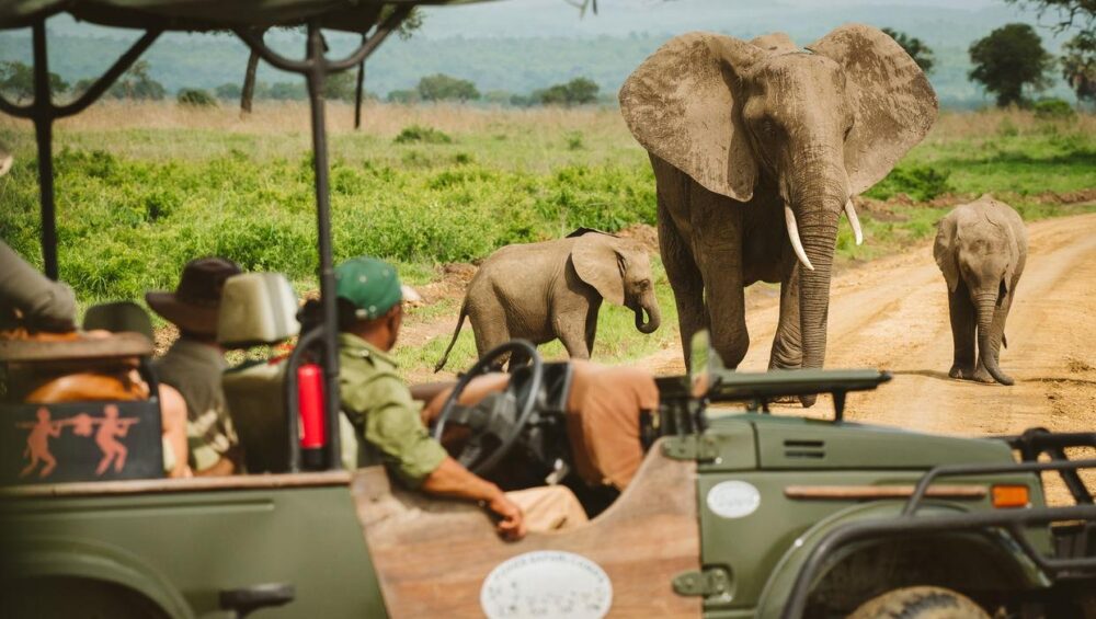How Much Does a Mikumi Safari Cost, Prices for 1, 2 & 3 Day Safaris