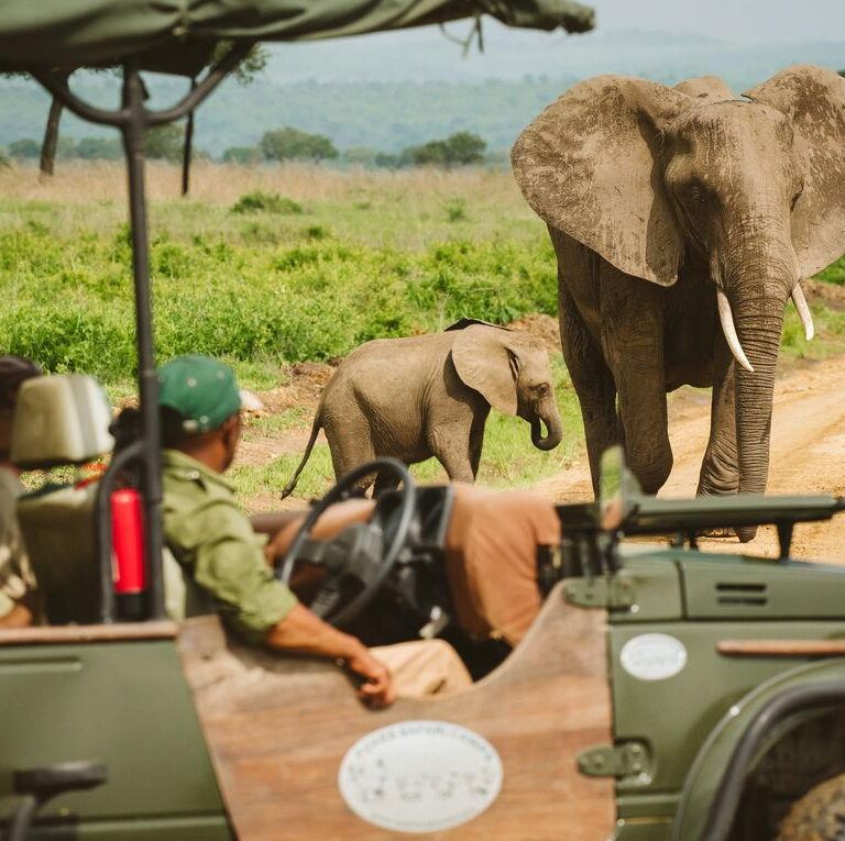 How Much Does a Mikumi Safari Cost, Prices for 1, 2 & 3 Day Safaris