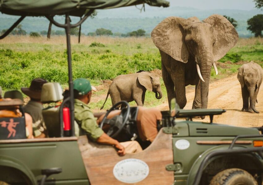 How Much Does a Mikumi Safari Cost, Prices for 1, 2 & 3 Day Safaris